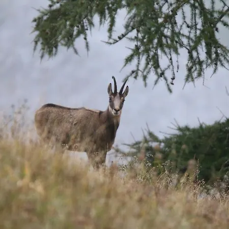 Chez Pierre Daire Praz-de-Fort