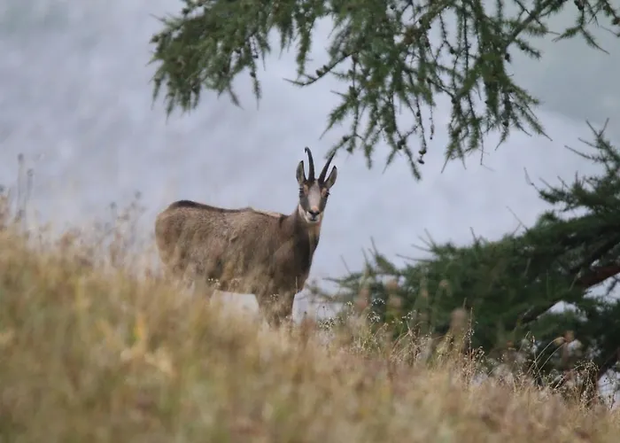 Chez Pierre Appartement Praz-de-Fort