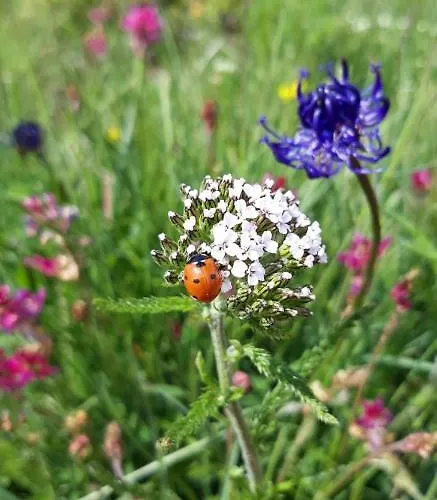 Appartement Chez Pierre Praz-de-Fort